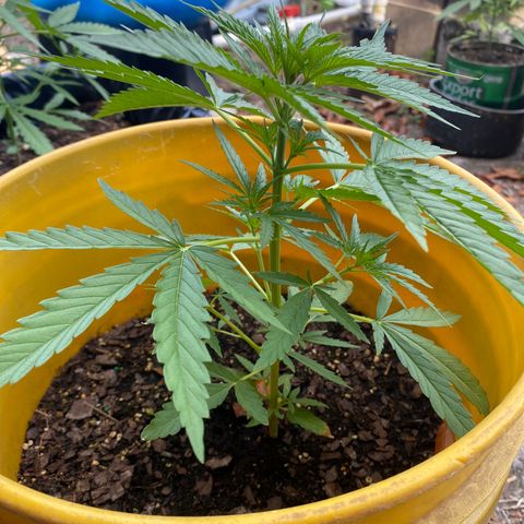 OG Kush growlog timeline photo