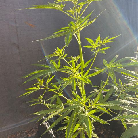 OG Kush growlog timeline photo