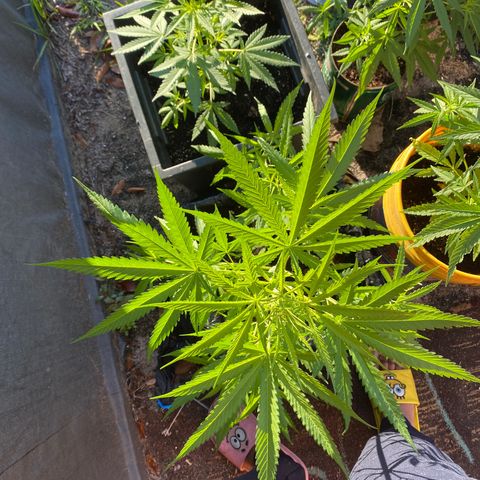 OG Kush growlog timeline photo