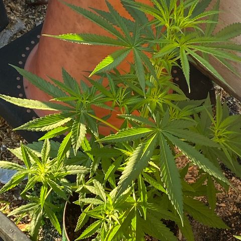 OGKZ growlog timeline photo