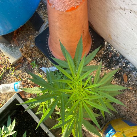 OGKZ growlog timeline photo