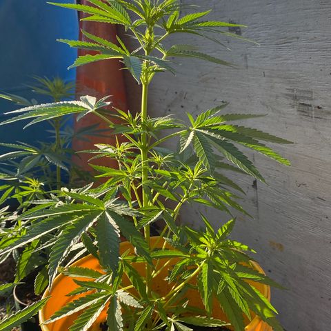 OG Kush growlog timeline photo