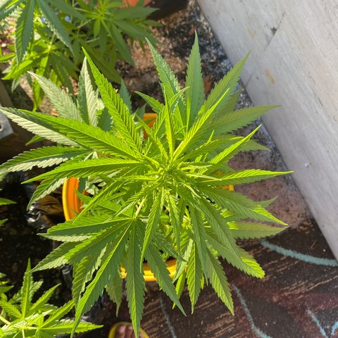 OG Kush growlog timeline photo
