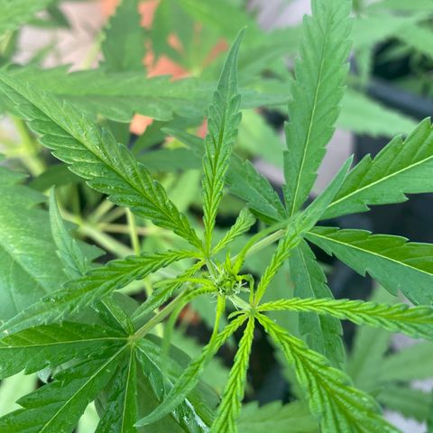 OG Kush growlog timeline photo