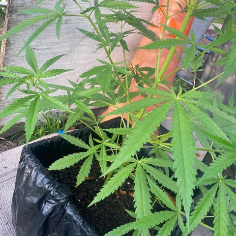 OG Kush growlog timeline photo