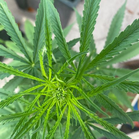 OGKZ growlog timeline photo