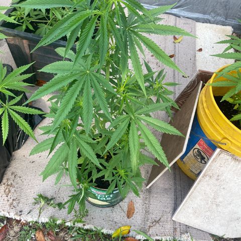 OGKZ growlog timeline photo