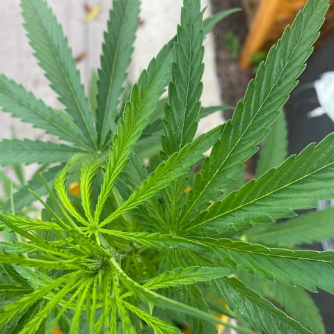 OG Kush growlog timeline photo
