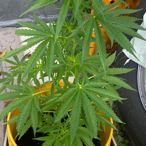 OG Kush growlog timeline photo