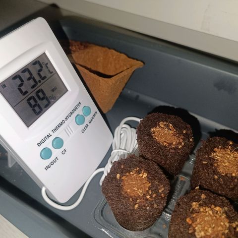 Crystal Meth growlog photo: Temperatura y humedad del 17/04/24 a las 7:33 am