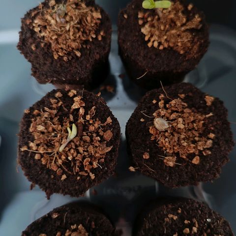 Crystal Meth growlog timeline photo