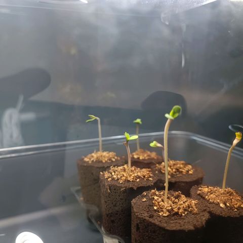 Crystal Meth growlog timeline photo