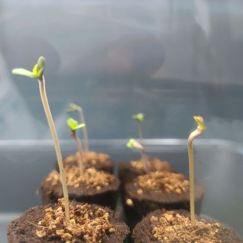 Sweet Mandarine Zkittlez Fast Version growlog photo: Aquí se puede apreciar como la de la derecha ha perdido una de lass hojas iniciales