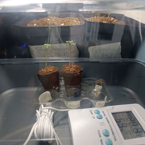 Crystal Meth growlog timeline photo