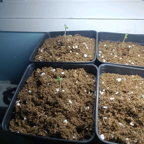 Crystal Meth growlog timeline photo