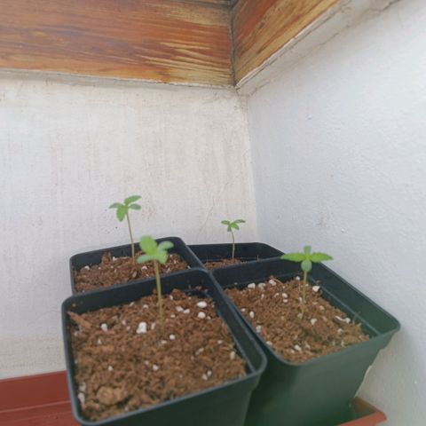Crystal Meth growlog photo: Foto después de regarlas 