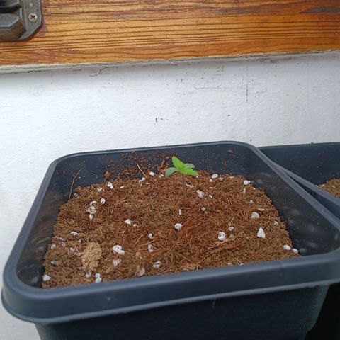 Crystal Meth growlog photo: Foto después de regarlas 