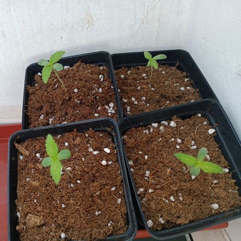 Crystal Meth growlog photo: Foto después de regarlas 