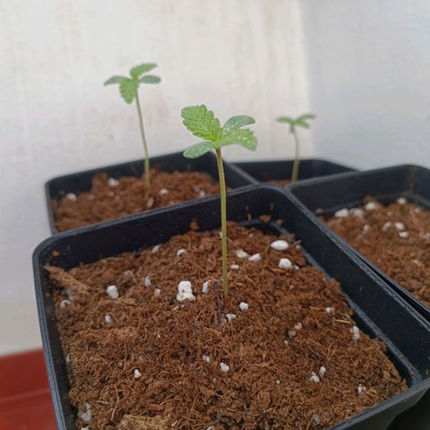 Crystal Meth growlog photo: Foto después de regarlas 