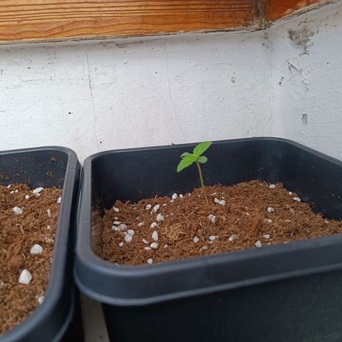 Crystal Meth growlog photo: Foto después de regarlas 