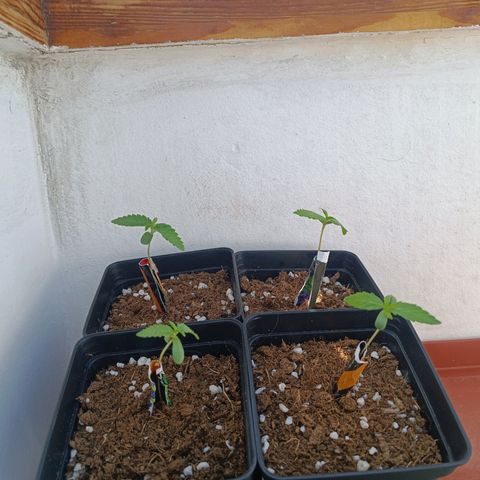 Crystal Meth growlog photo: Agregó fotos con la guía de cartón, esperemos que no sea nada
