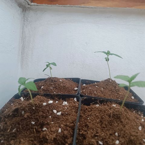 Crystal Meth growlog photo: Con la tierra adicional para sujetarlas