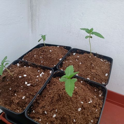 Crystal Meth growlog photo: Con la tierra adicional para sujetarlas