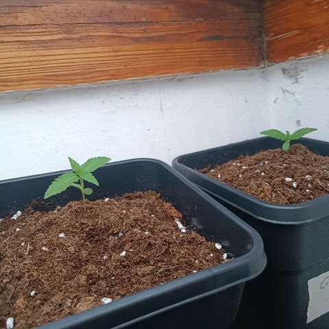 Crystal Meth growlog photo: Con la tierra adicional para sujetarlas