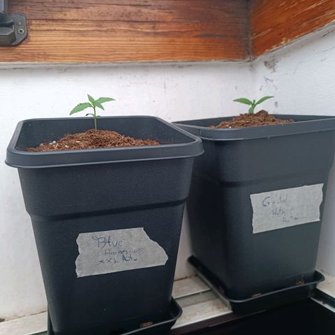 Crystal Meth growlog photo: Con la tierra adicional para sujetarlas