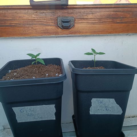 Crystal Meth growlog timeline photo