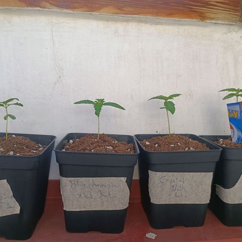 Crystal Meth growlog timeline photo
