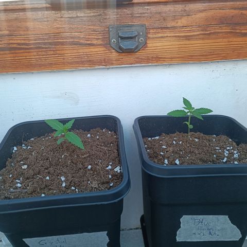 Crystal Meth growlog timeline photo