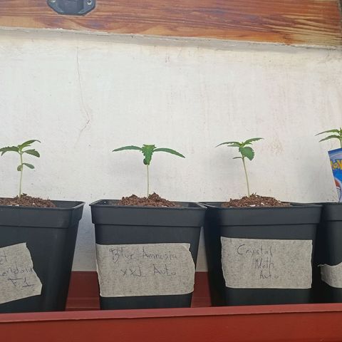 Crystal Meth growlog timeline photo