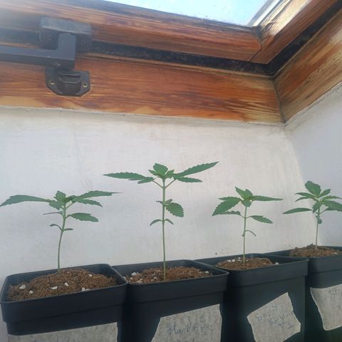 Crystal Meth growlog timeline photo