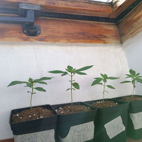 Crystal Meth growlog timeline photo