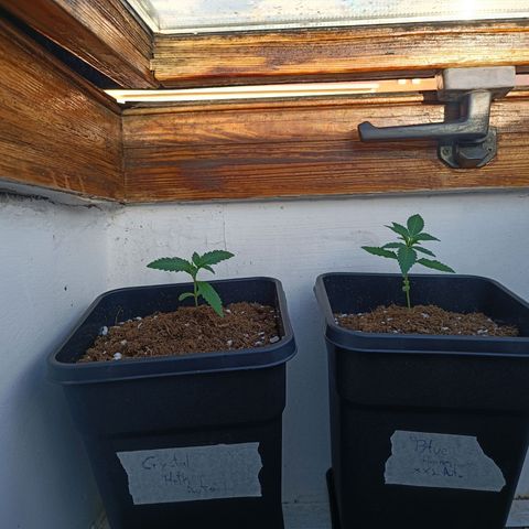 Crystal Meth growlog timeline photo
