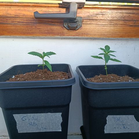 Crystal Meth growlog timeline photo