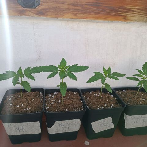 Crystal Meth growlog timeline photo