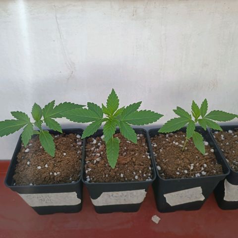 Crystal Meth growlog timeline photo