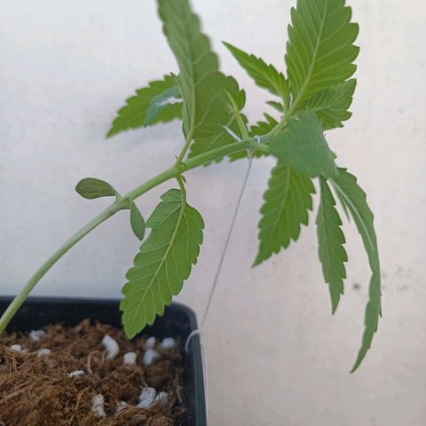 Sweet Mandarine Zkittlez Fast Version growlog photo: Aquí se ve el entrenamiento LST y los agujeros realizados 