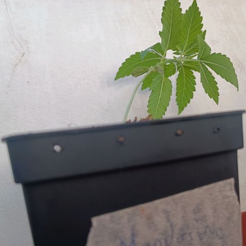Sweet Mandarine Zkittlez Fast Version growlog photo: Aquí se ve el entrenamiento LST y los agujeros realizados 