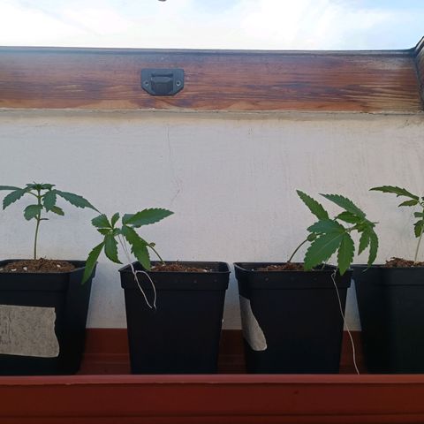 Sweet Mandarine Zkittlez Fast Version growlog photo: Aquí se ve el entrenamiento LST y los agujeros realizados 