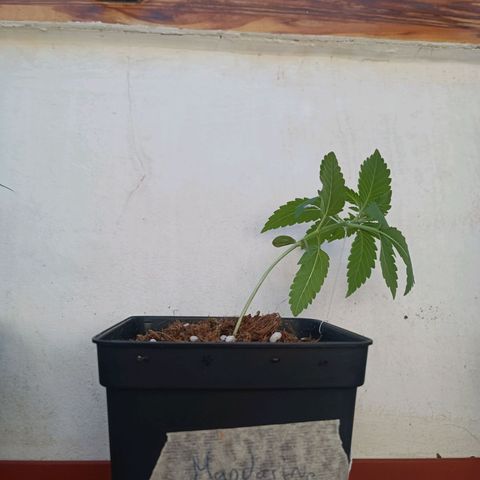 Sweet Mandarine Zkittlez Fast Version growlog photo: Aquí se ve el entrenamiento LST y los agujeros realizados 
