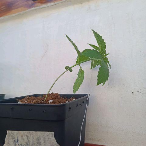 Sweet Mandarine Zkittlez Fast Version growlog photo: Aquí se ve el entrenamiento LST y los agujeros realizados 