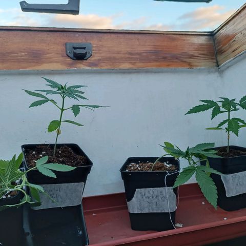 Crystal Meth growlog timeline photo