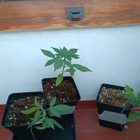 Crystal Meth growlog timeline photo