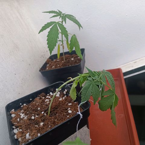 Sweet Mandarine Zkittlez Fast Version growlog photo: Al llegar a casa las plantas estaban así, como se ve en la fotos, creo que puede ser falta de riego, las he vuelto a regar ahora a esta cayendo el sol otra vez
