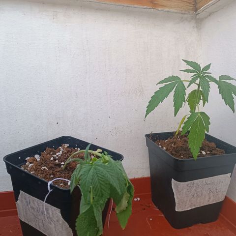 Sweet Mandarine Zkittlez Fast Version growlog photo: Al llegar a casa las plantas estaban así, como se ve en la fotos, creo que puede ser falta de riego, las he vuelto a regar ahora a esta cayendo el sol otra vez