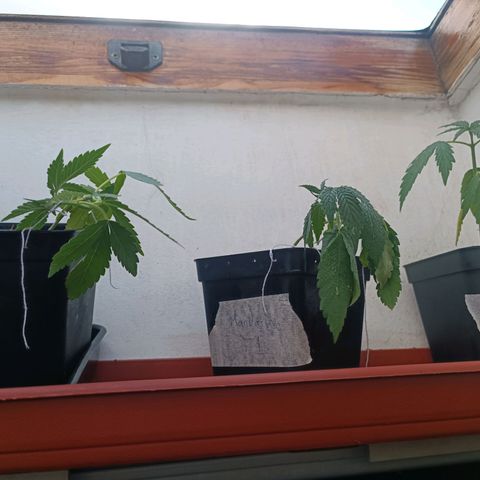 Sweet Mandarine Zkittlez Fast Version growlog photo: Al llegar a casa las plantas estaban así, como se ve en la fotos, creo que puede ser falta de riego, las he vuelto a regar ahora a esta cayendo el sol otra vez