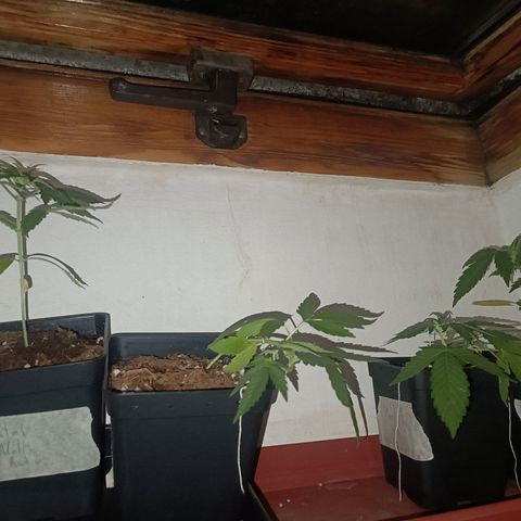 Sweet Mandarine Zkittlez Fast Version growlog photo: A las 3-4 horas de regarlas parece que mejoraron bastante, adjunto fotos de la noche y de la mña 